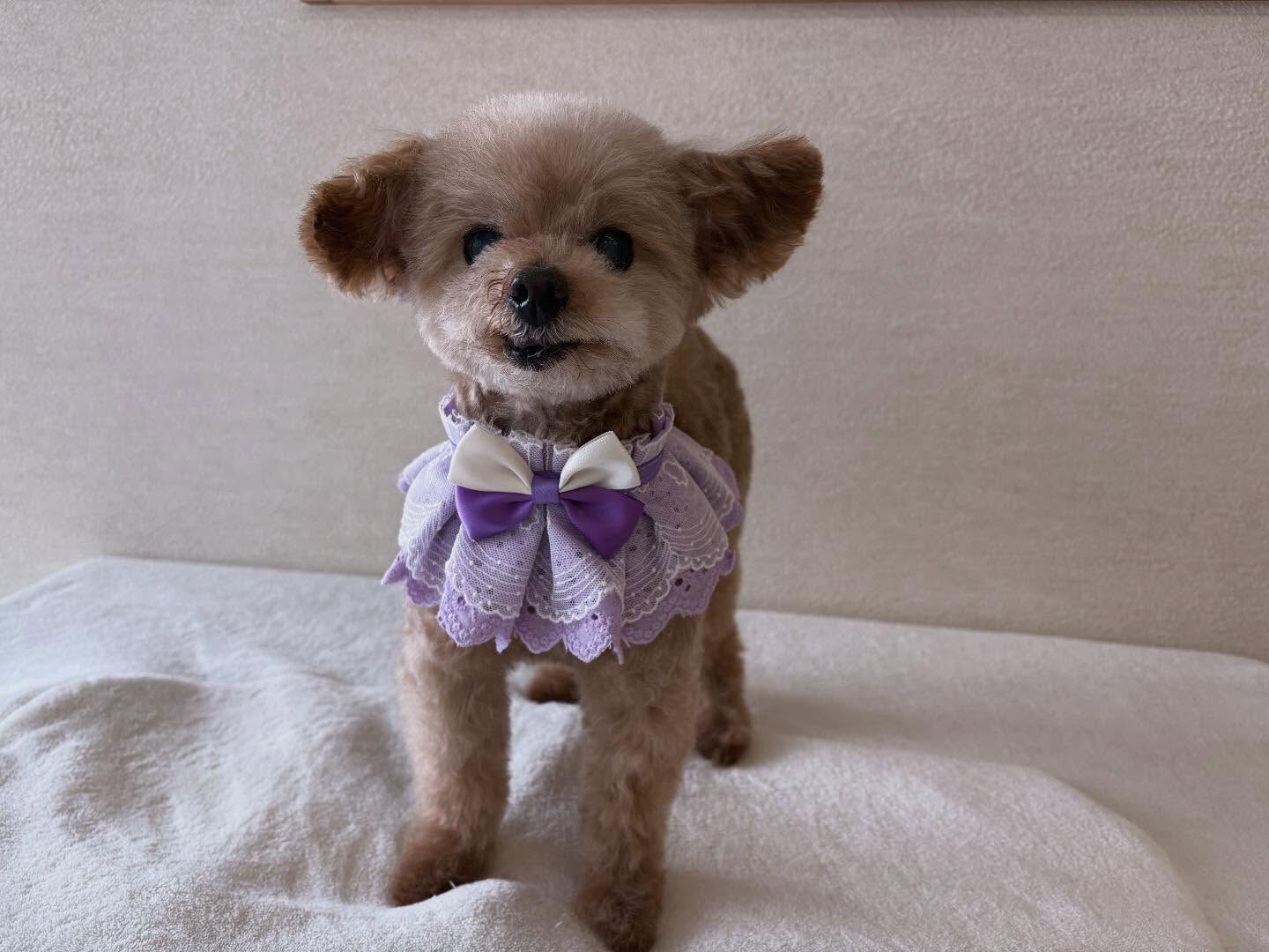トイプードルのジュリちゃん🎀