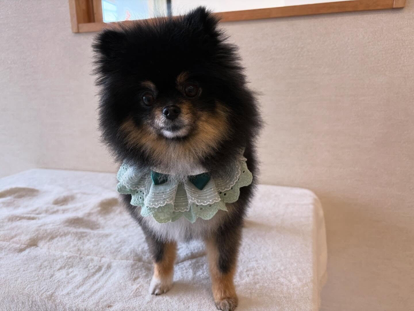 ポメラニアンの小梅ちゃん