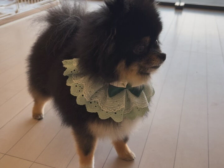 ポメラニアンの小梅ちゃん