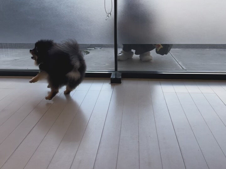 ポメラニアンの小梅ちゃん
