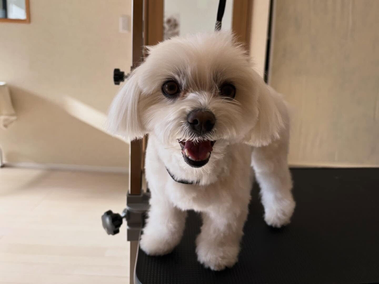 マルチーズのランちゃん