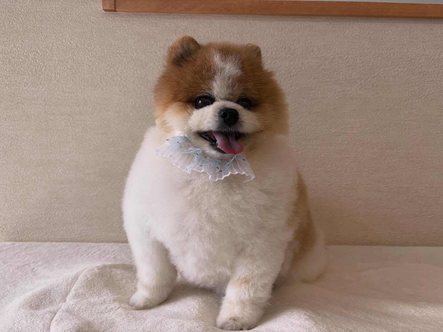 ポメラニアンのはなまるちゃん