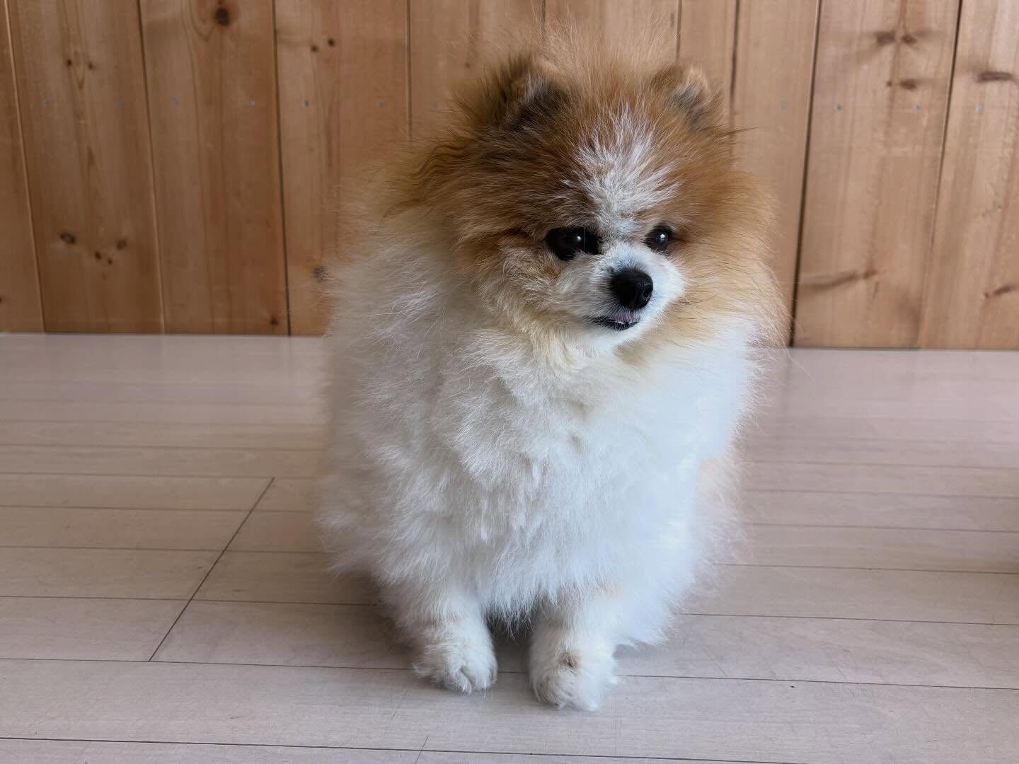 ポメラニアンのはなまるちゃん