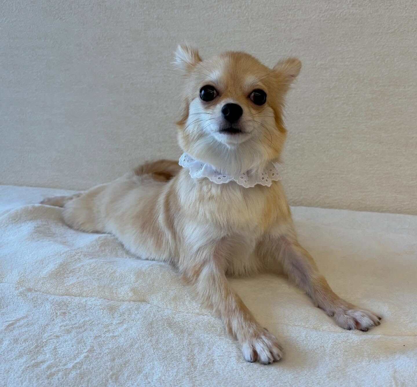 チワワのムタちゃん
