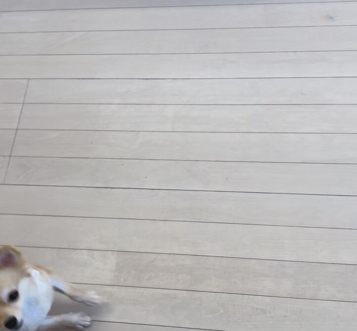 チワワのムタちゃん
