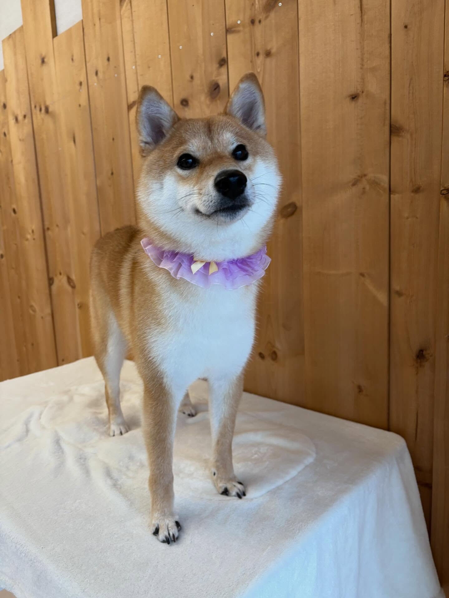 柴犬のこむぎちゃん