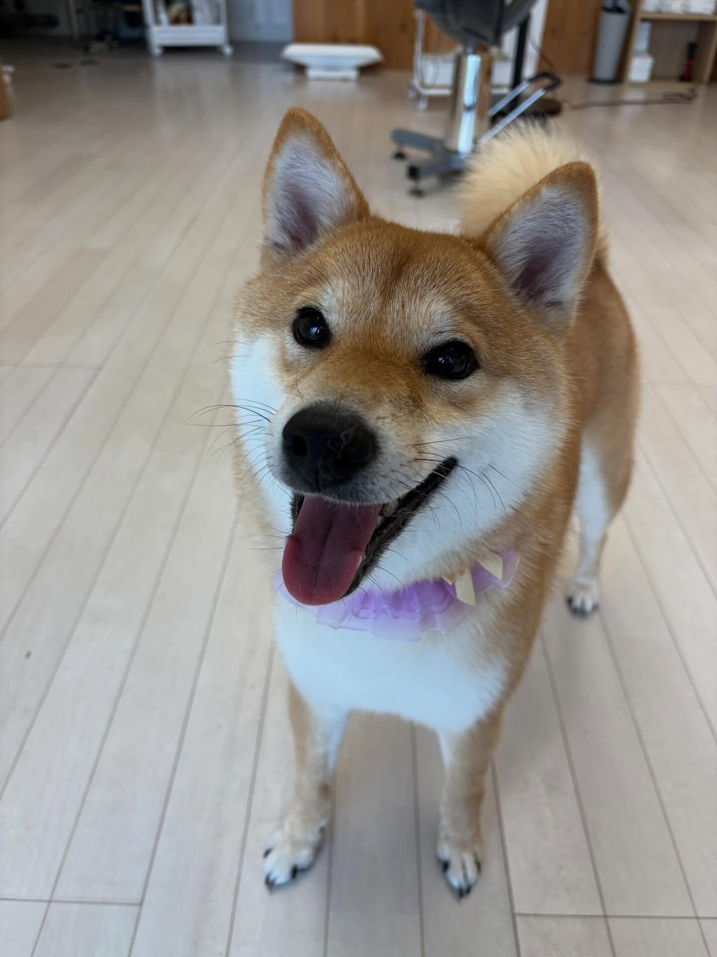 柴犬のこむぎちゃん