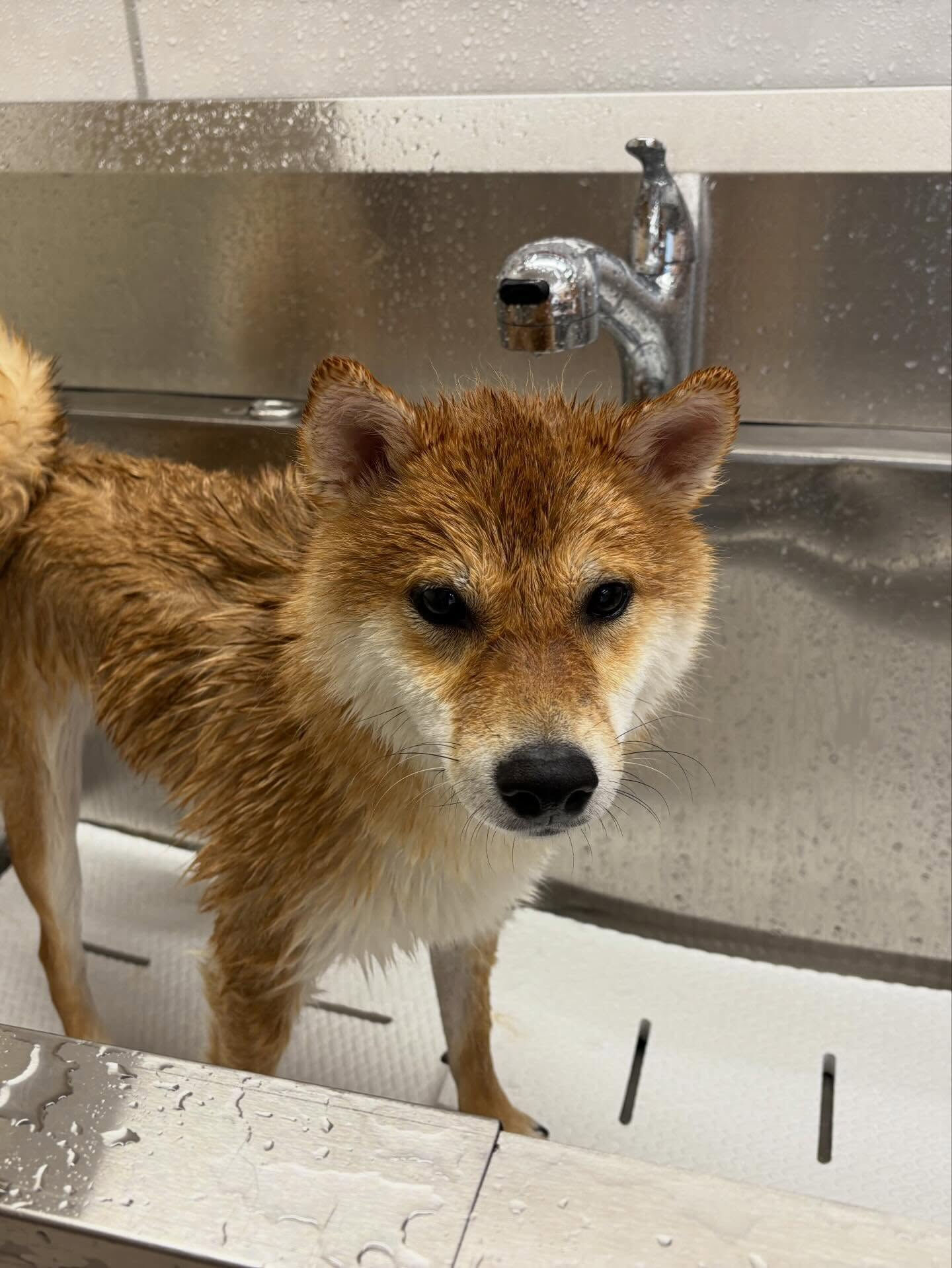 柴犬のこむぎちゃん
