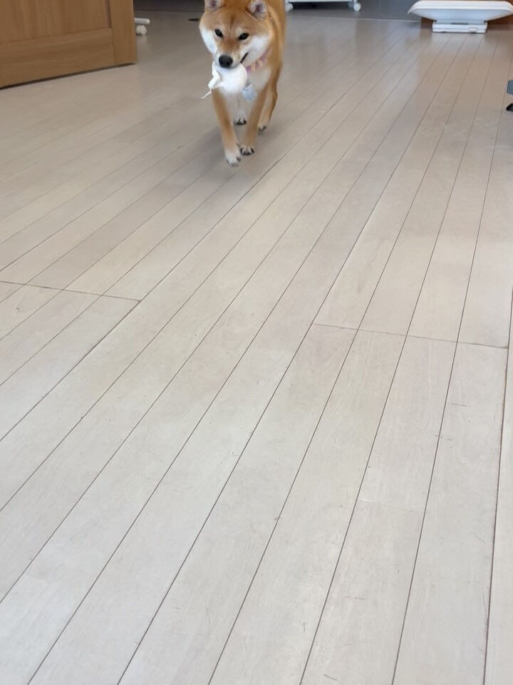 柴犬のこむぎちゃん