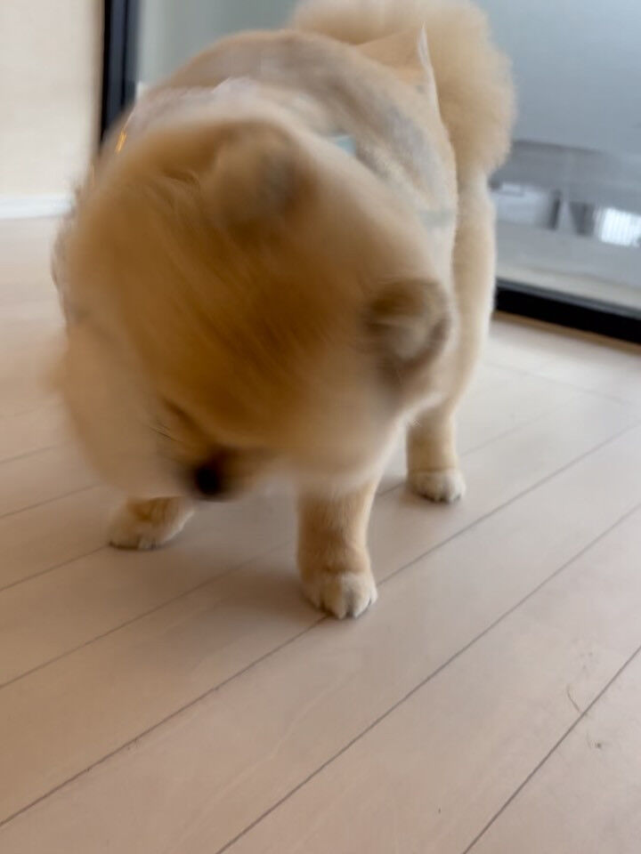 ポメラニアンのまめ吉くん