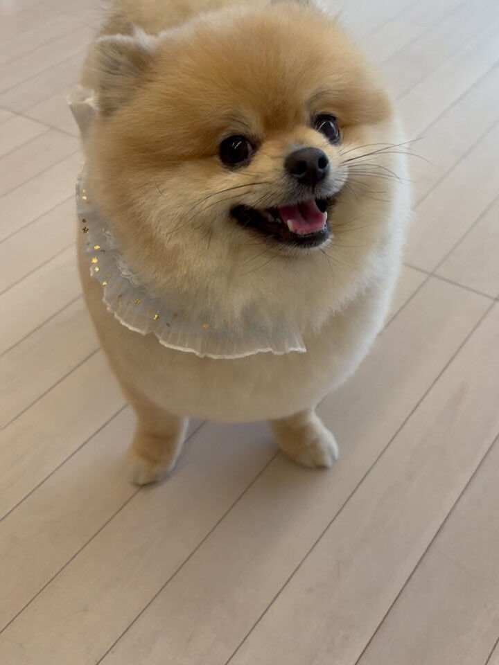 ポメラニアンのまめ吉くん