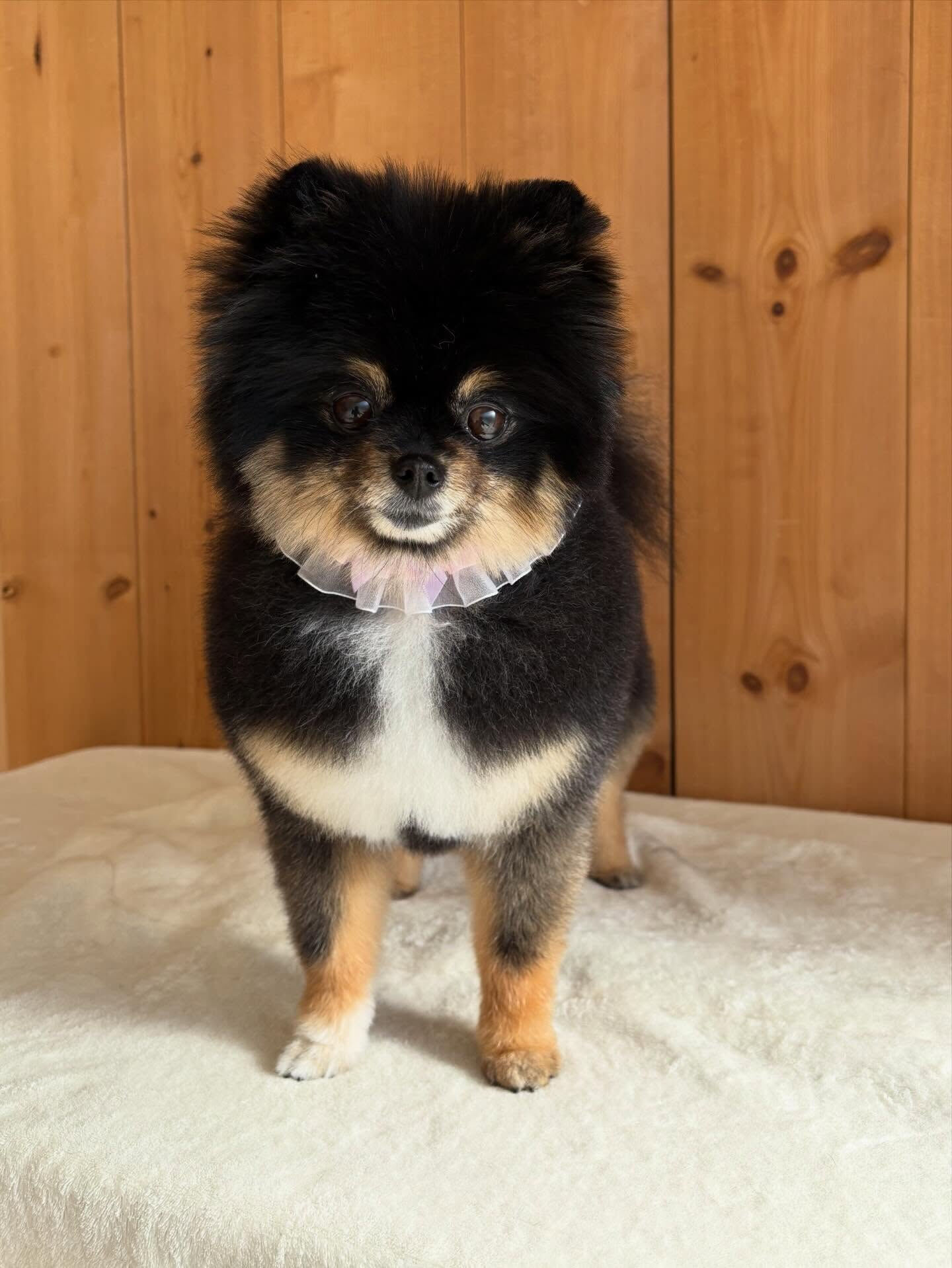 ポメラニアンの小梅ちゃん