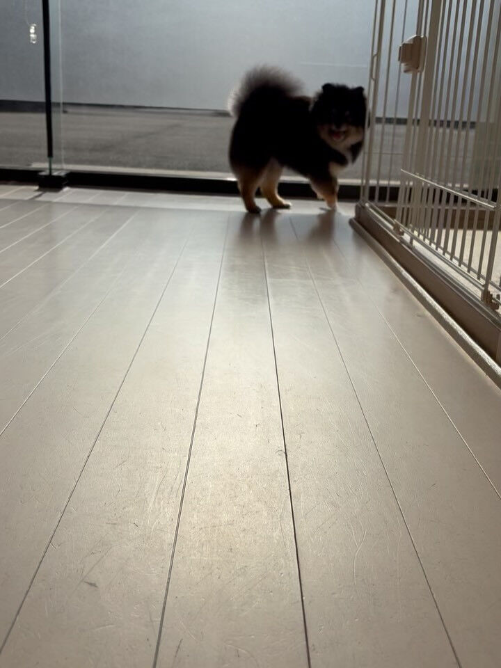 ポメラニアンの小梅ちゃん