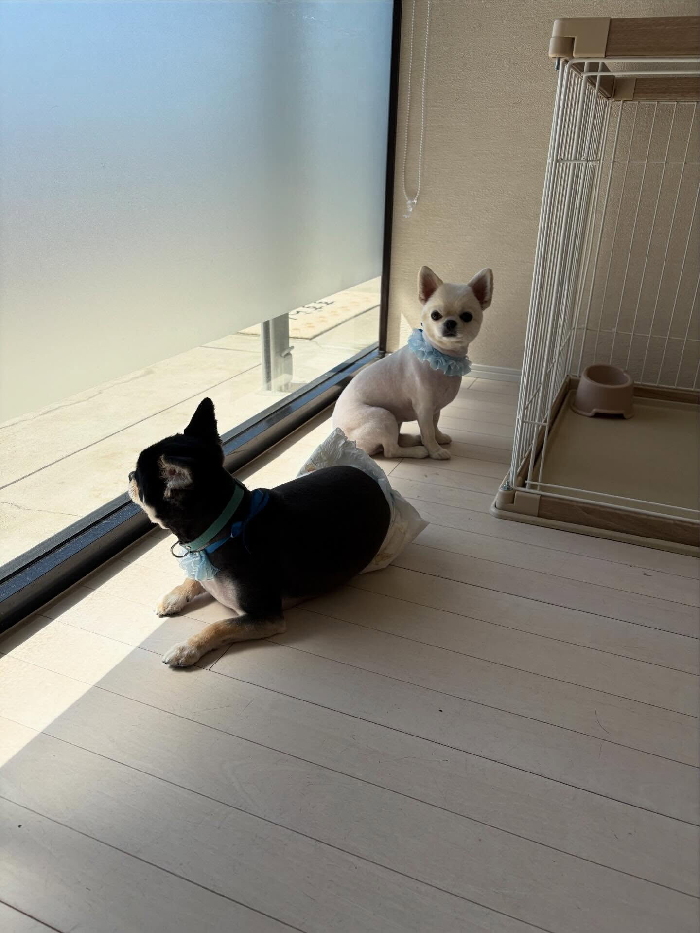チワワのフック君、ミル君、ミントちゃん