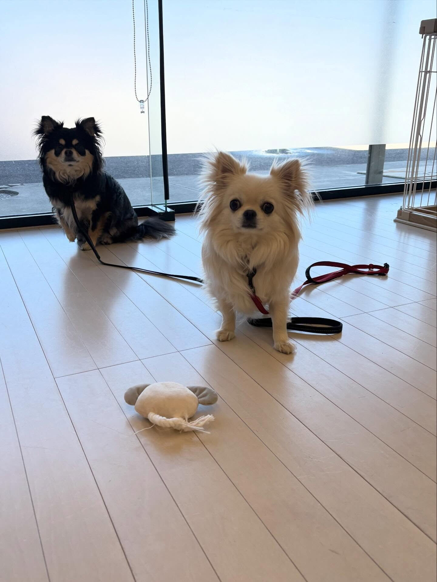 チワワのフック君、ミル君、ミントちゃん