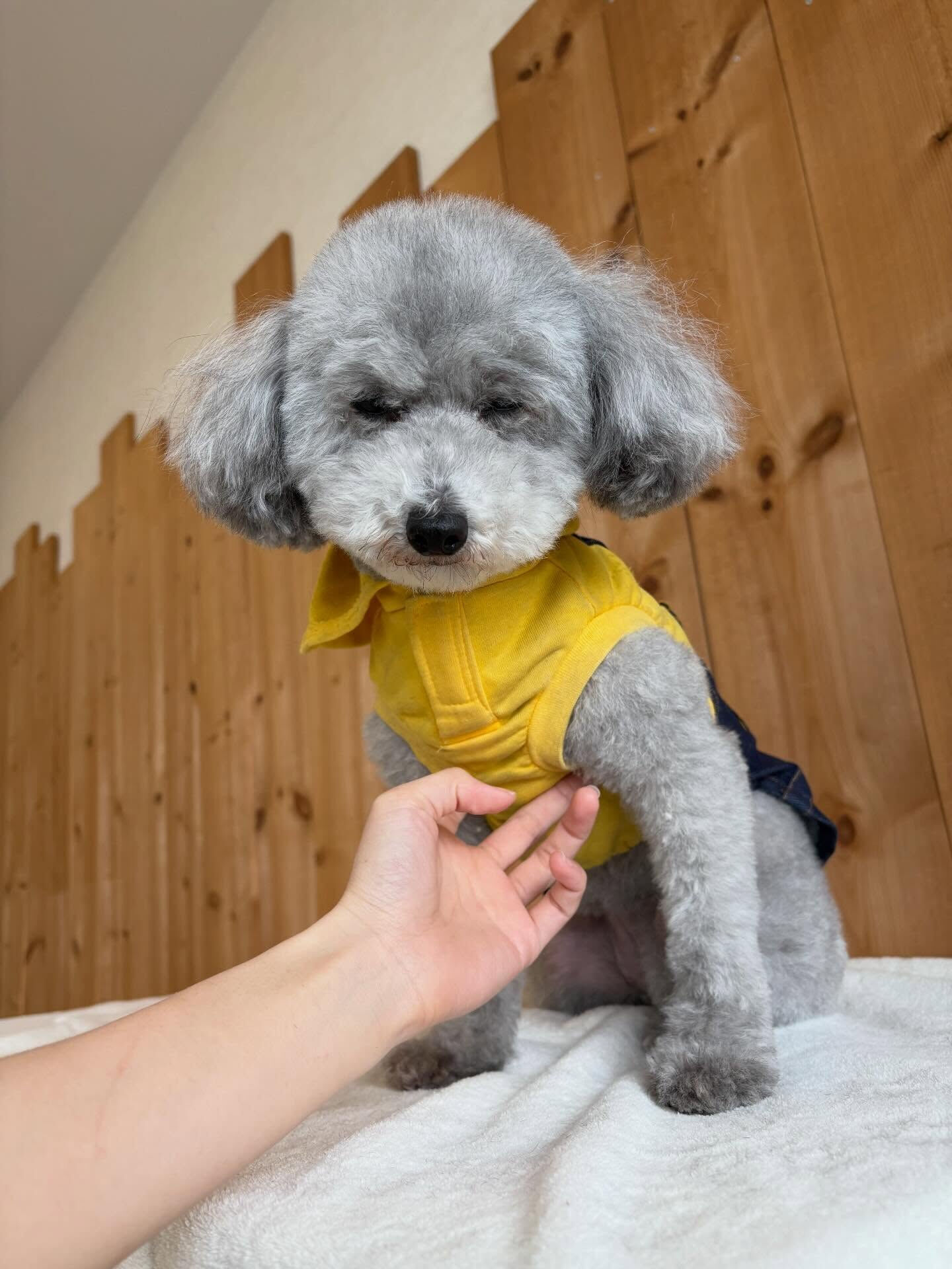トイプードルのあんずちゃん