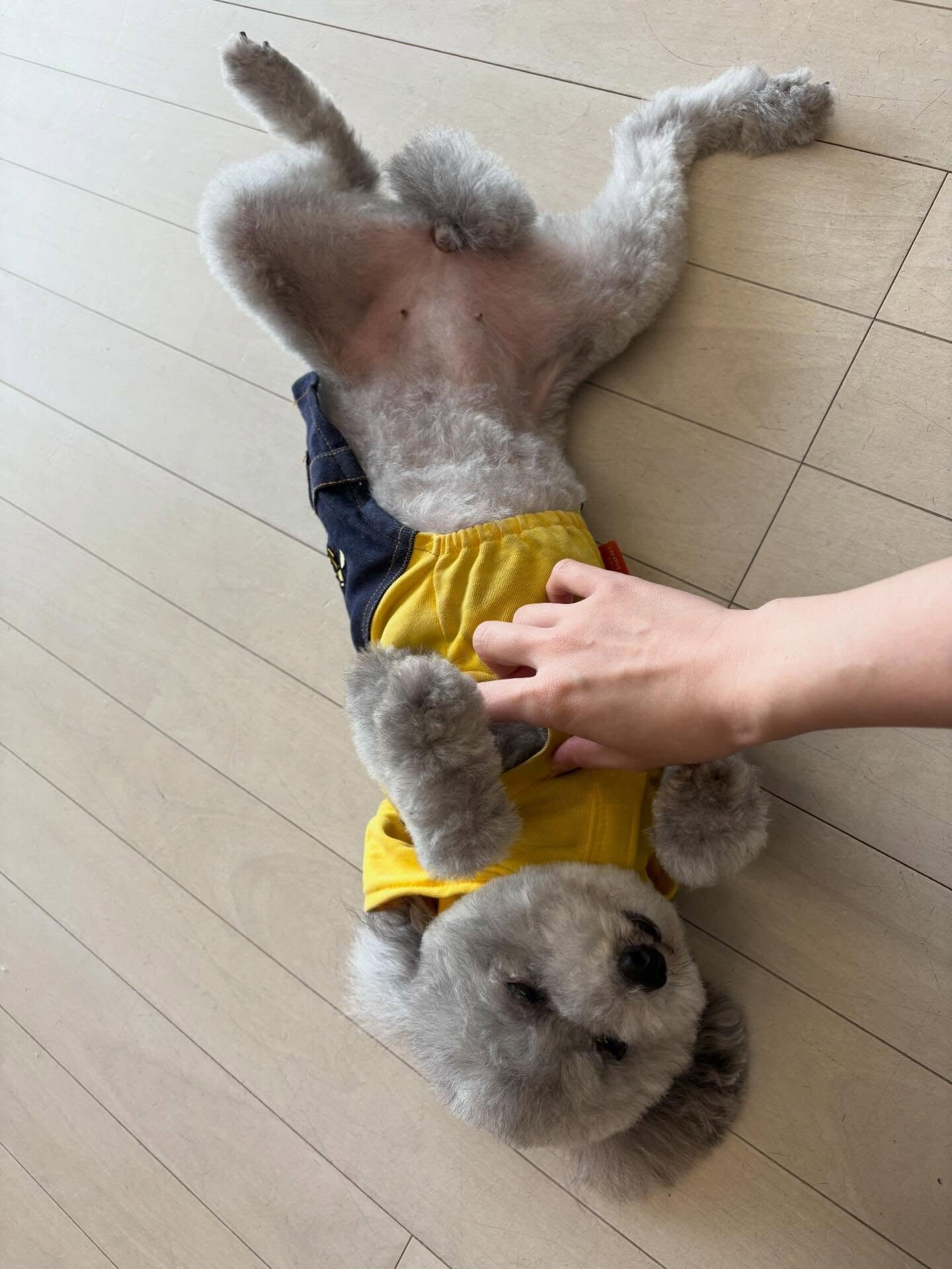 トイプードルのあんずちゃん