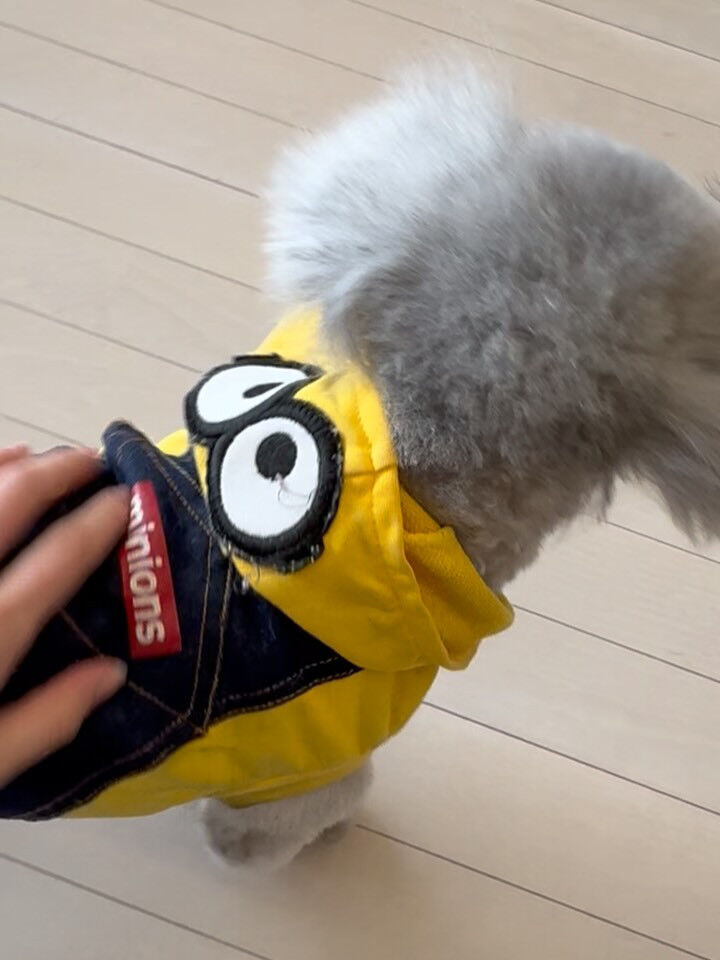トイプードルのあんずちゃん