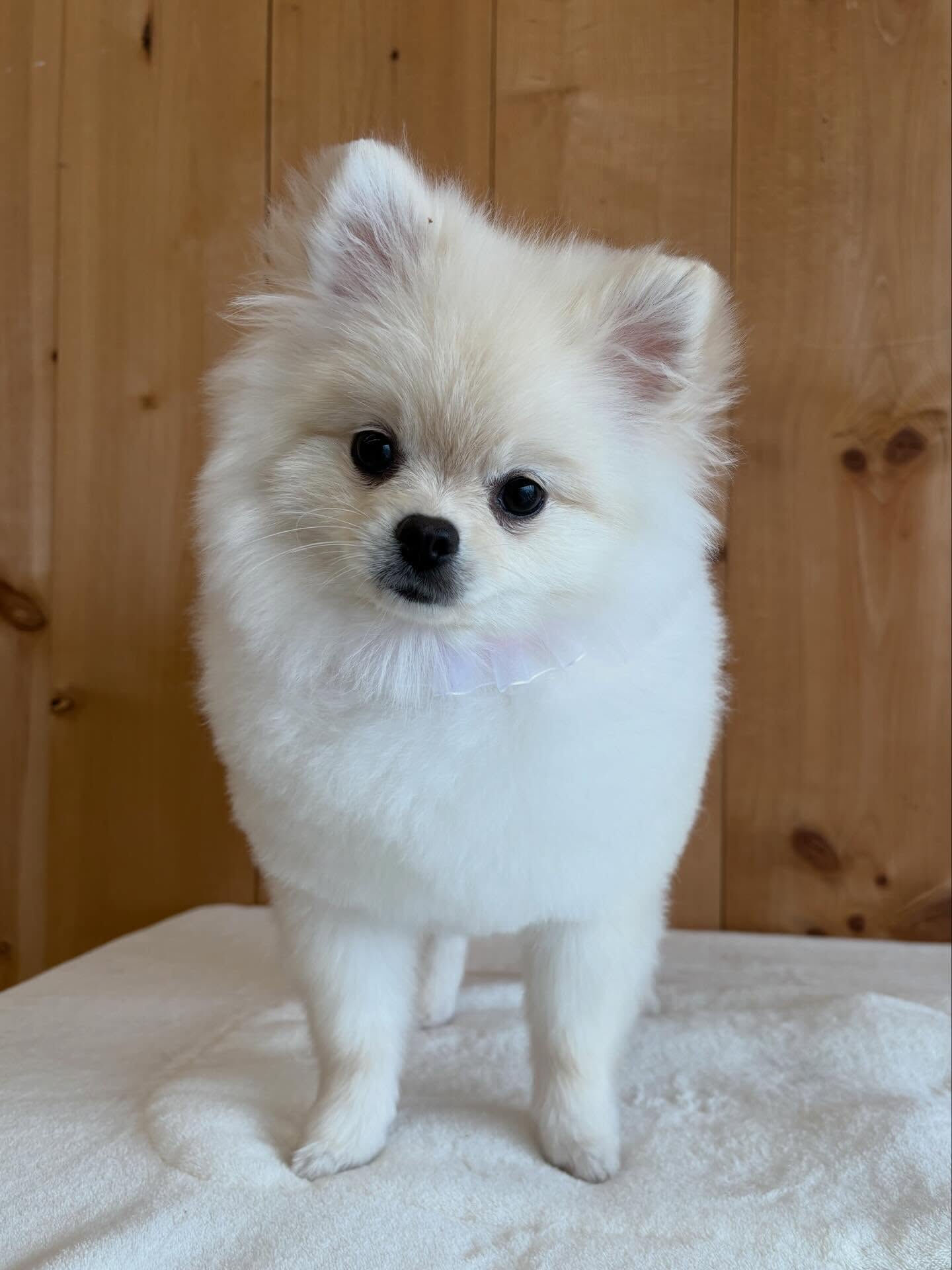 ポメラニアンのこはくちゃん
