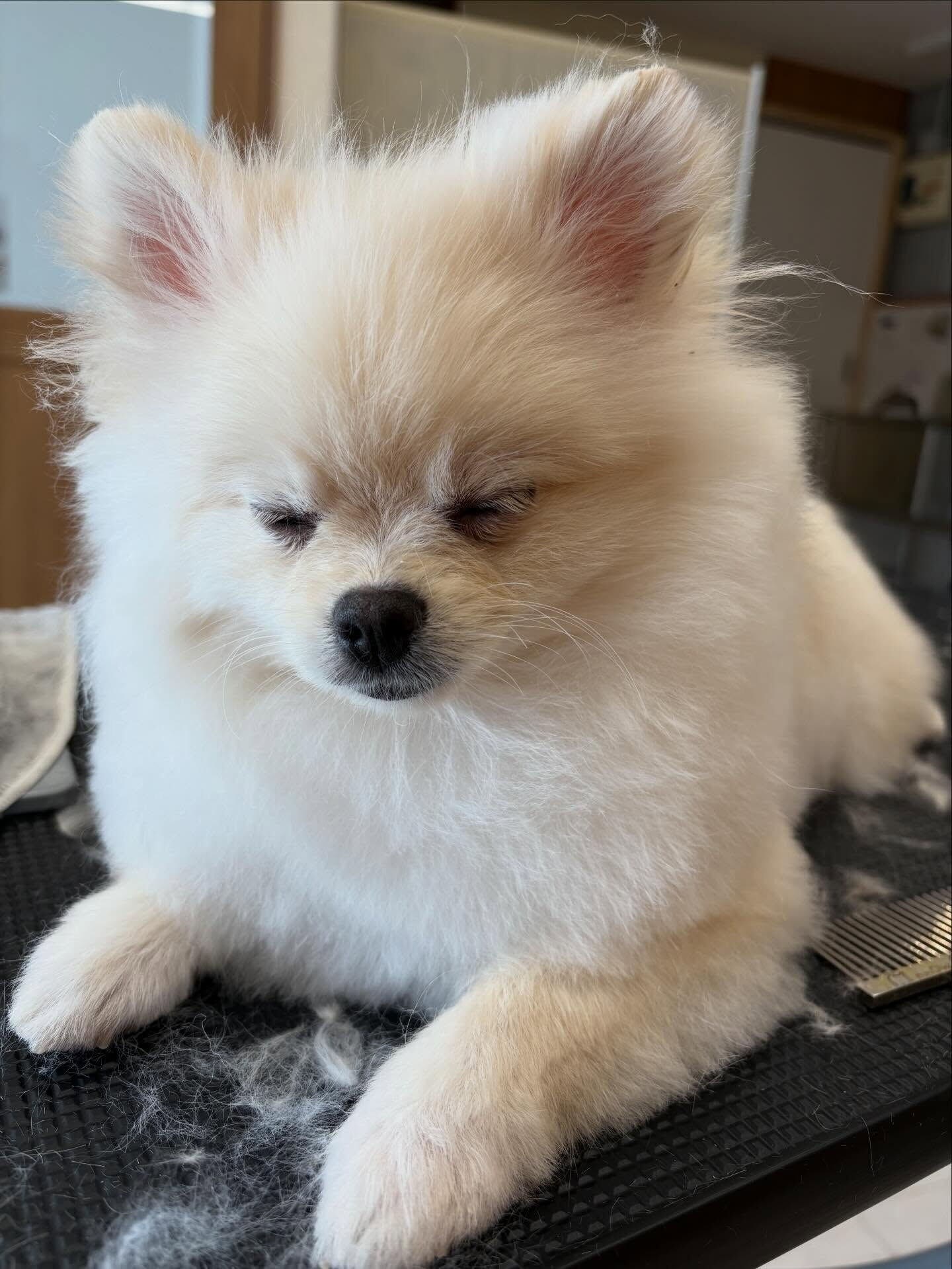 ポメラニアンのこはくちゃん