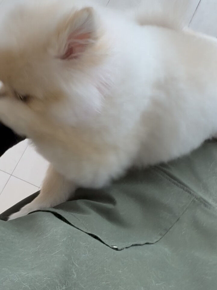 ポメラニアンのこはくちゃん