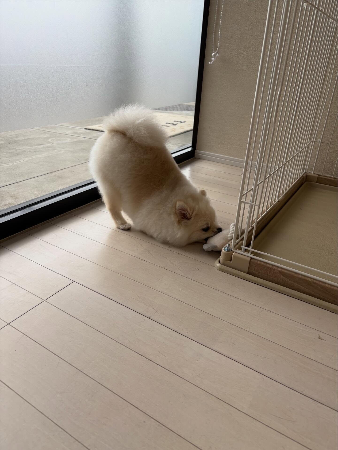 ポメラニアンのこはくちゃん
