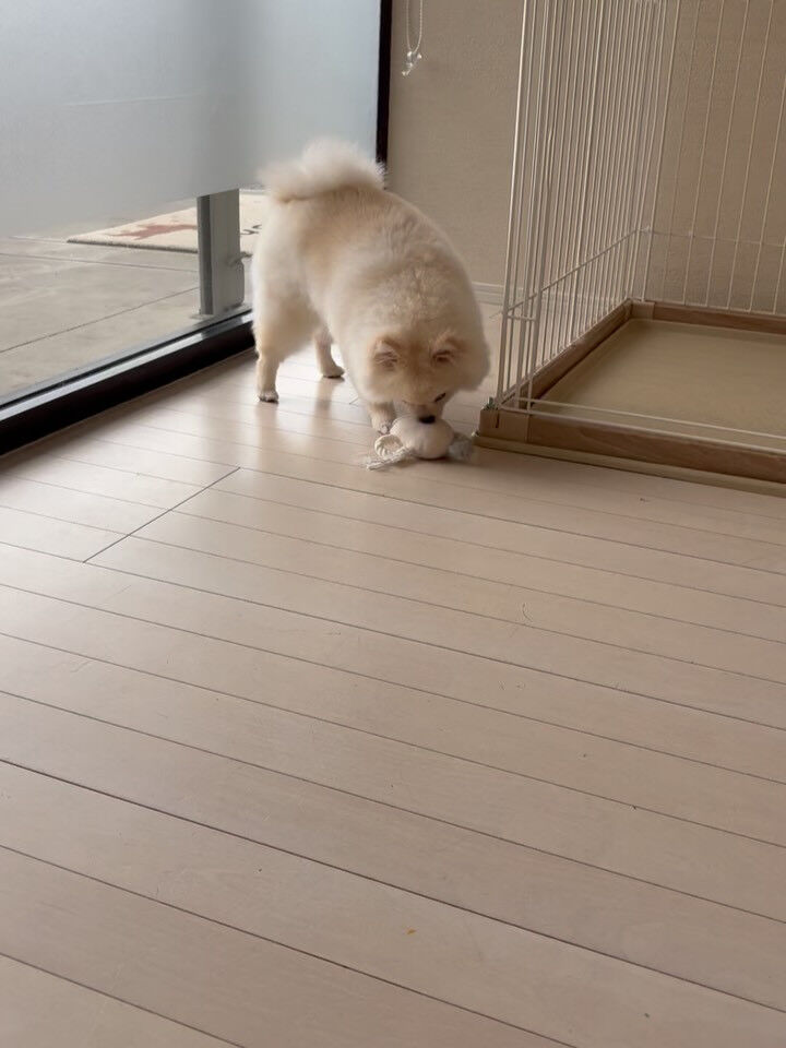 ポメラニアンのこはくちゃん