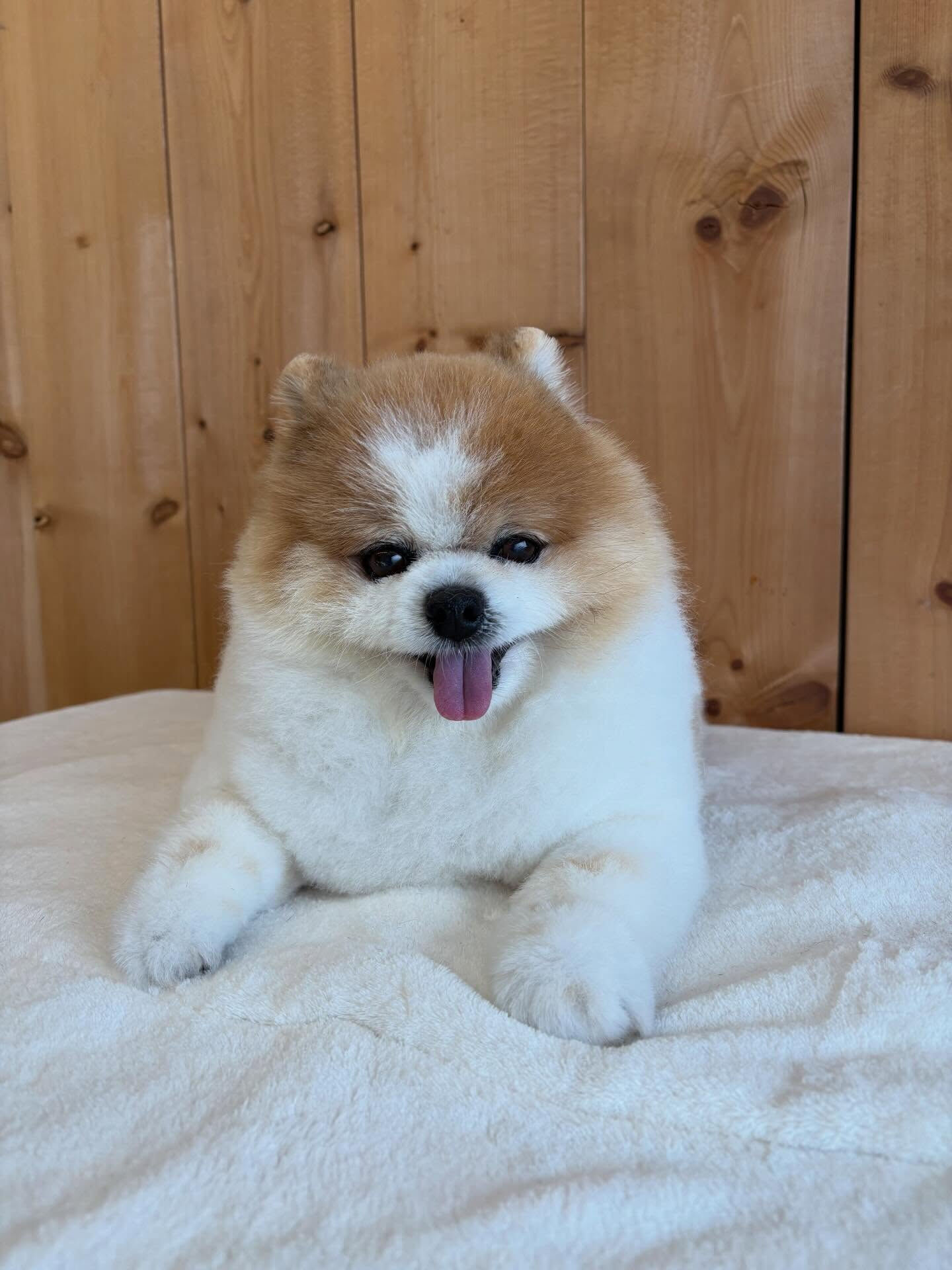 ポメラニアンのはなまるちゃん