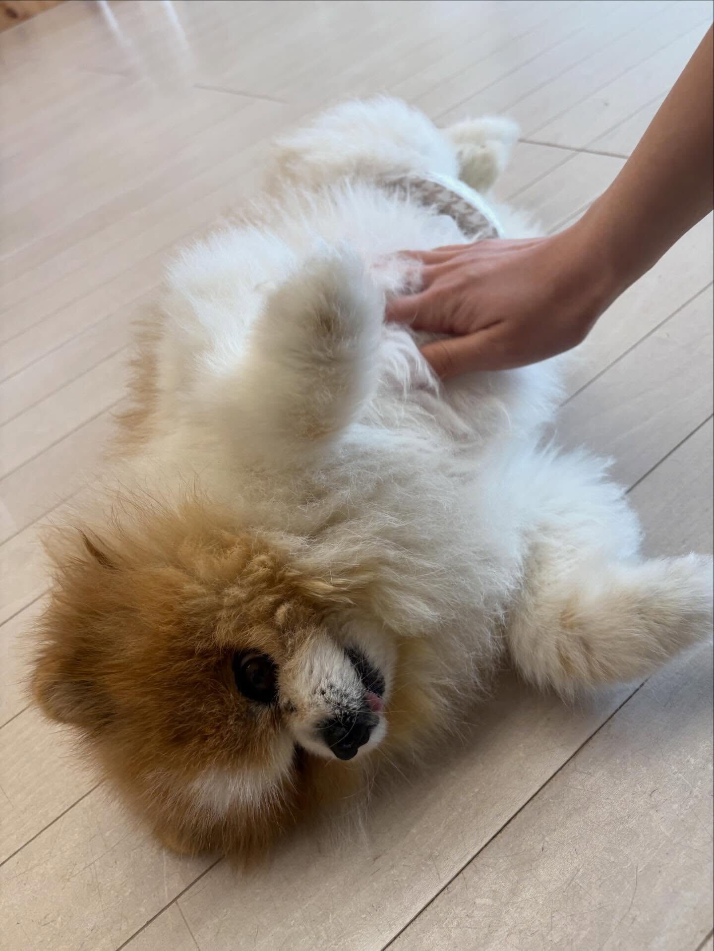 ポメラニアンのはなまるちゃん
