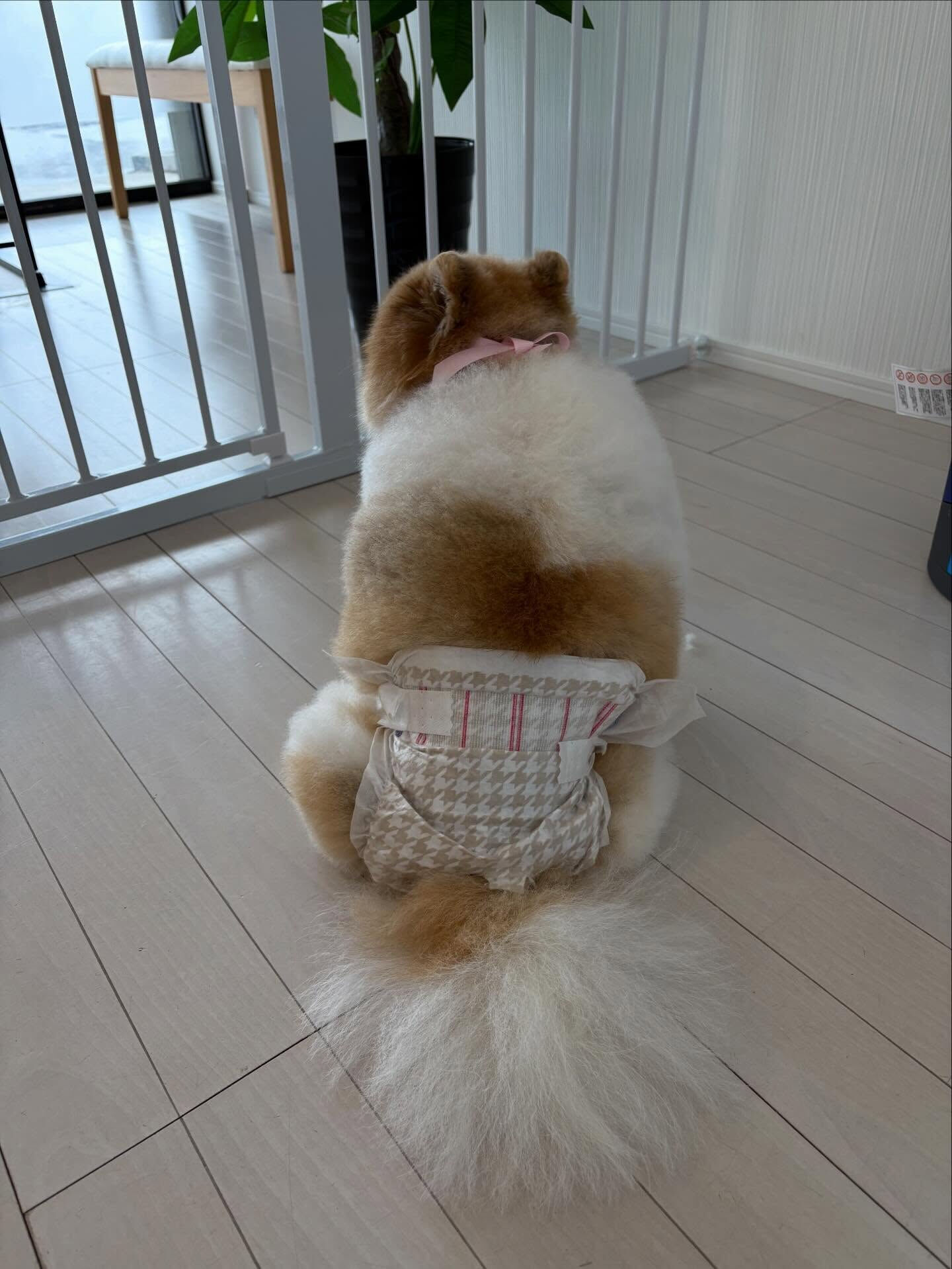 ポメラニアンのはなまるちゃん