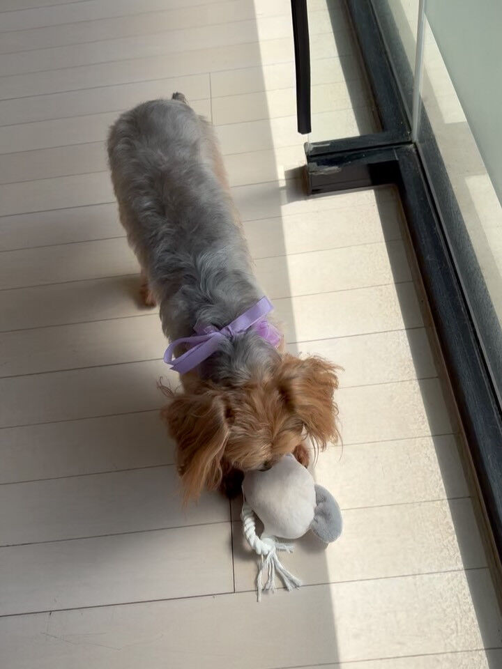 ミックスのベルちゃん