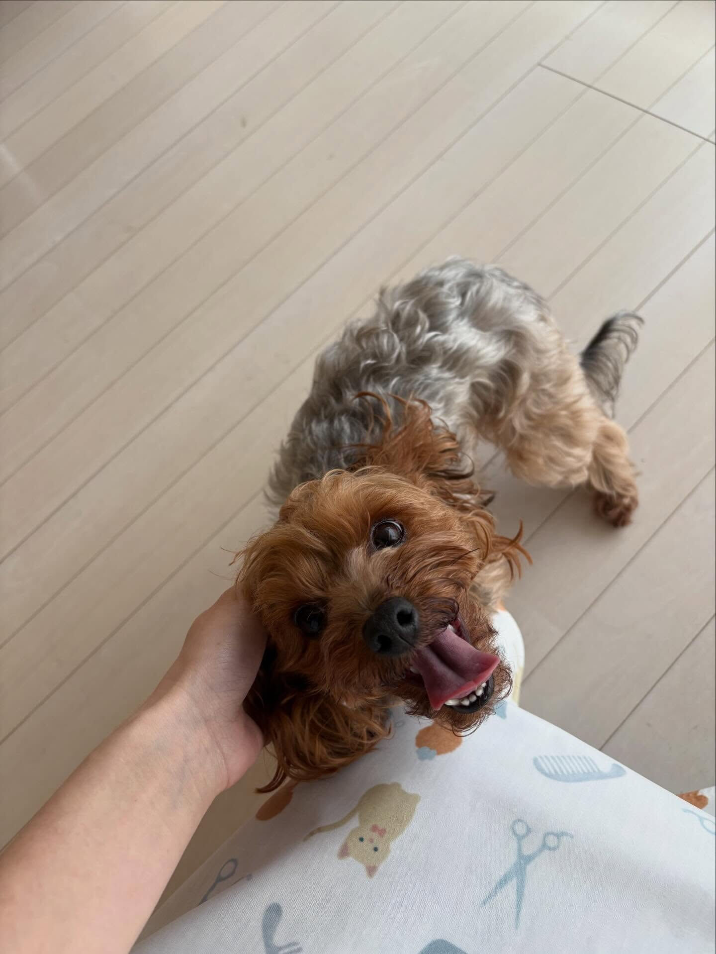 ミックスのベルちゃん