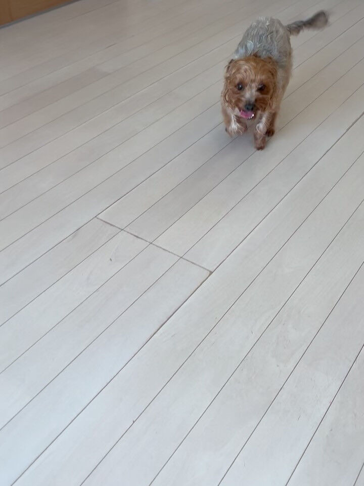 ミックスのベルちゃん