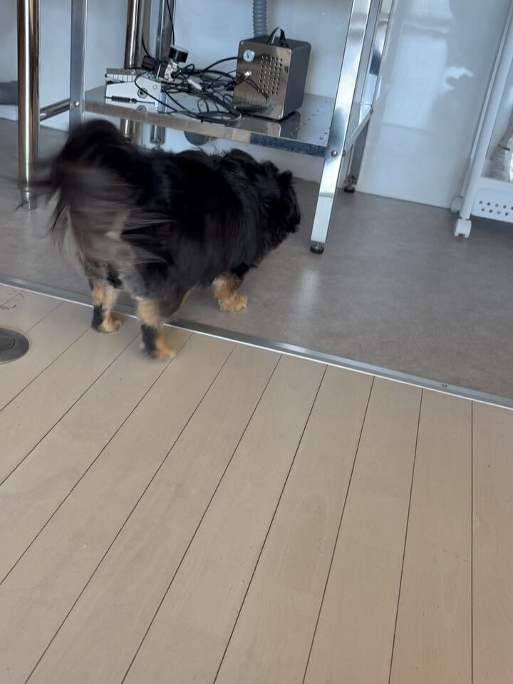 チワワのなつ君