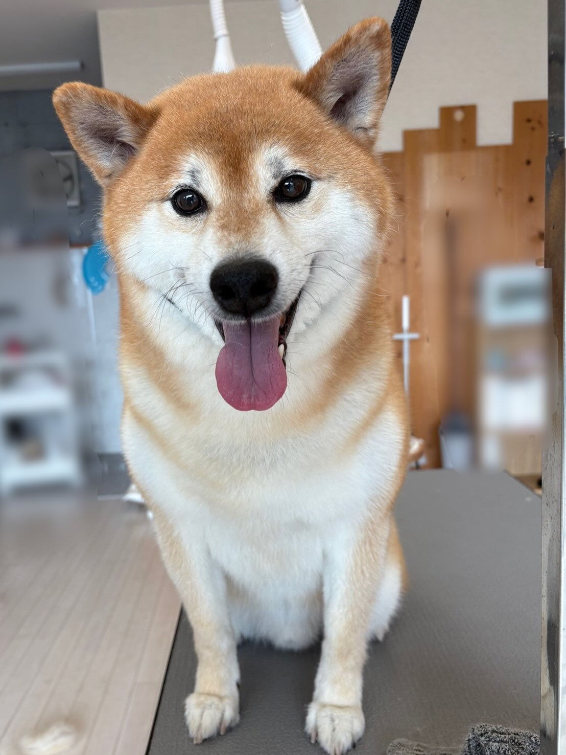 柴犬ののりお君