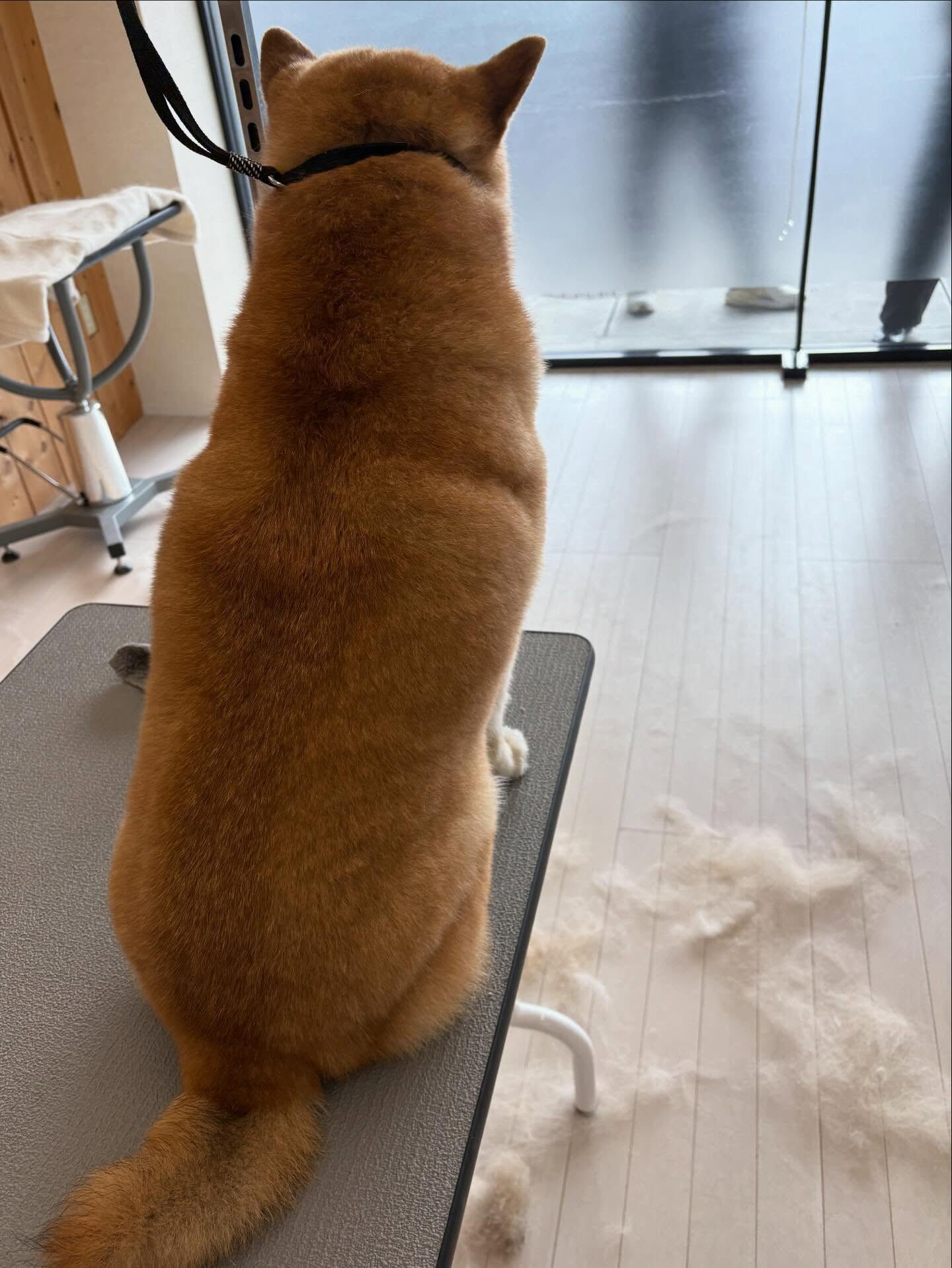柴犬ののりお君