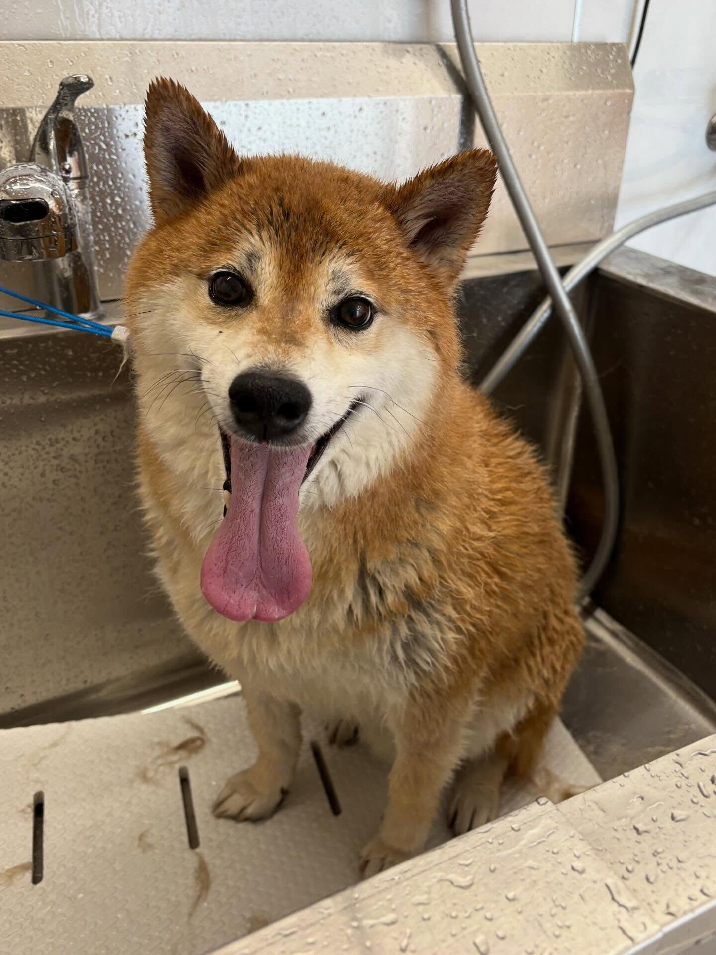 柴犬ののりお君