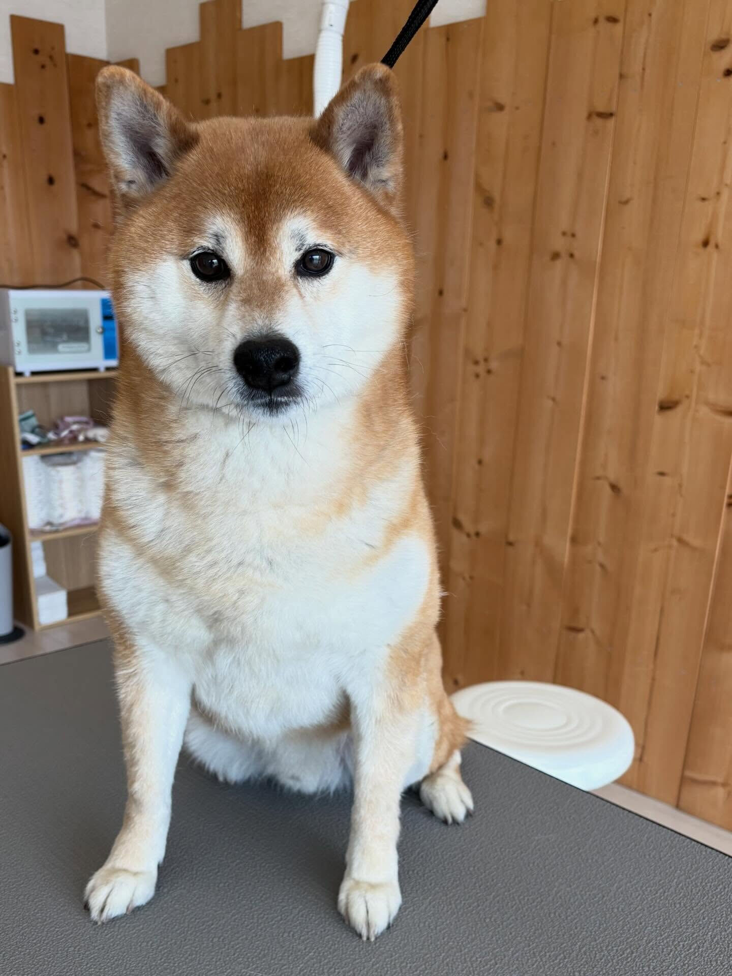 柴犬ののりお君