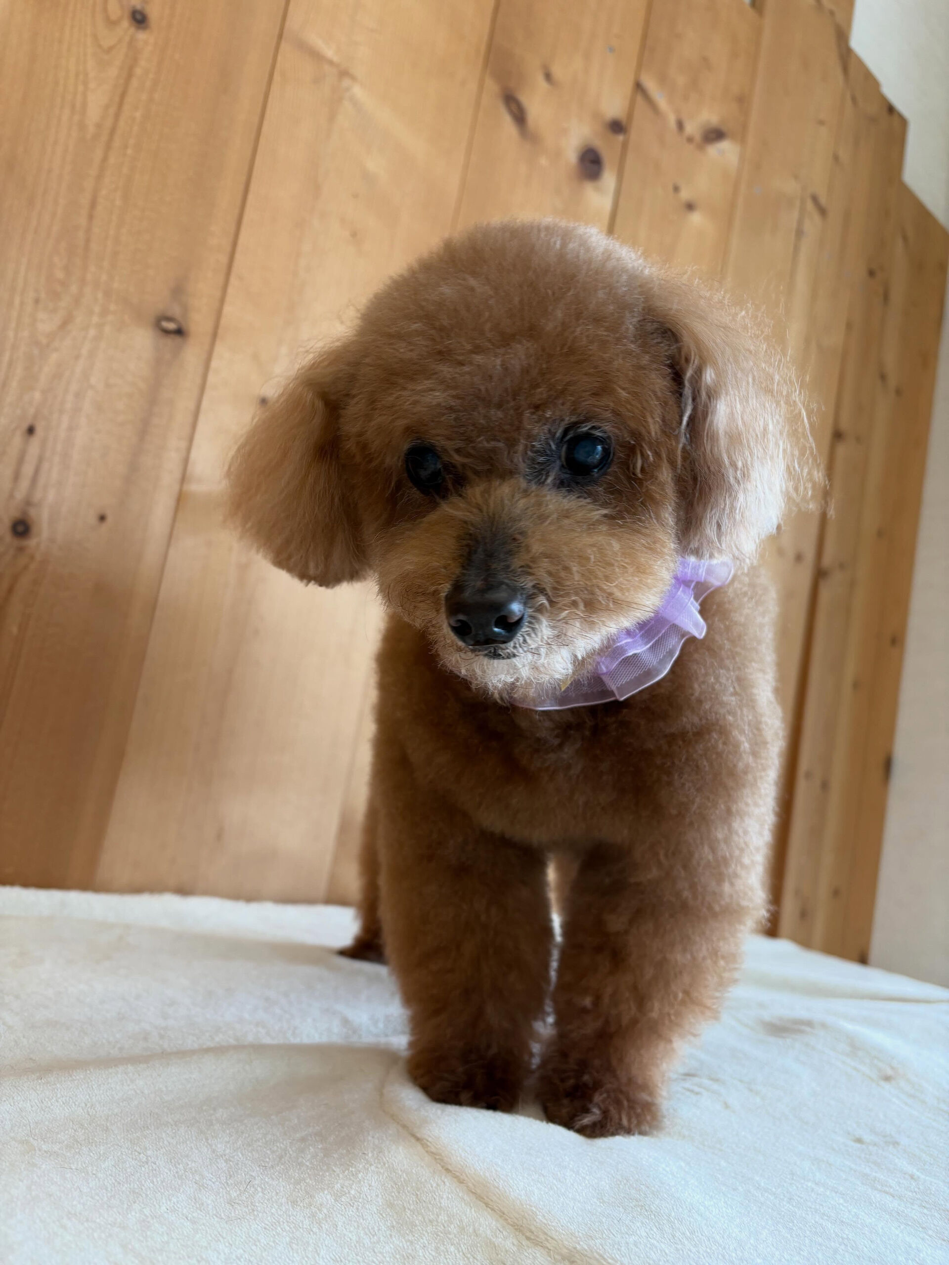 プードルのアリスちゃん