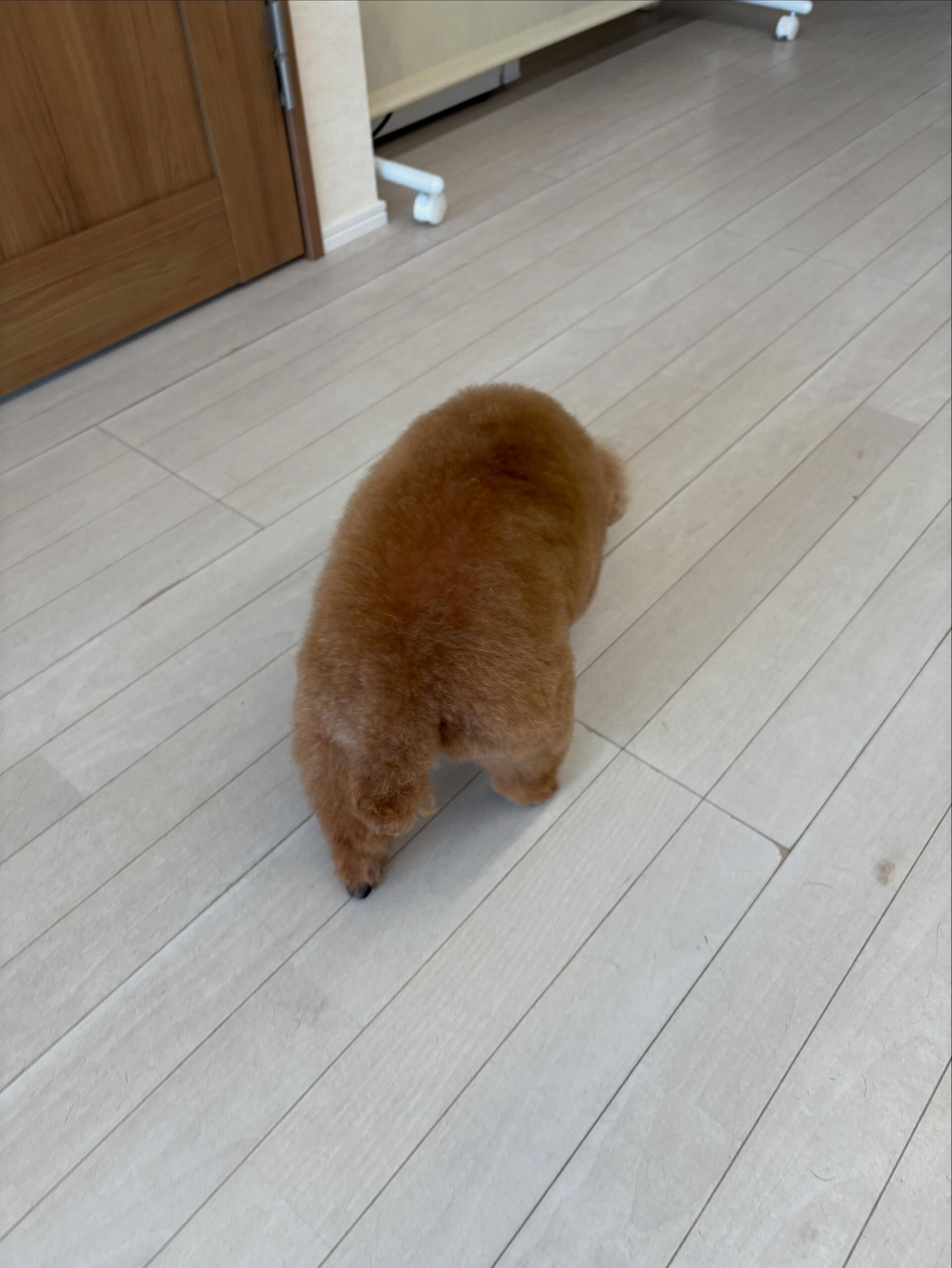 プードルのアリスちゃん
