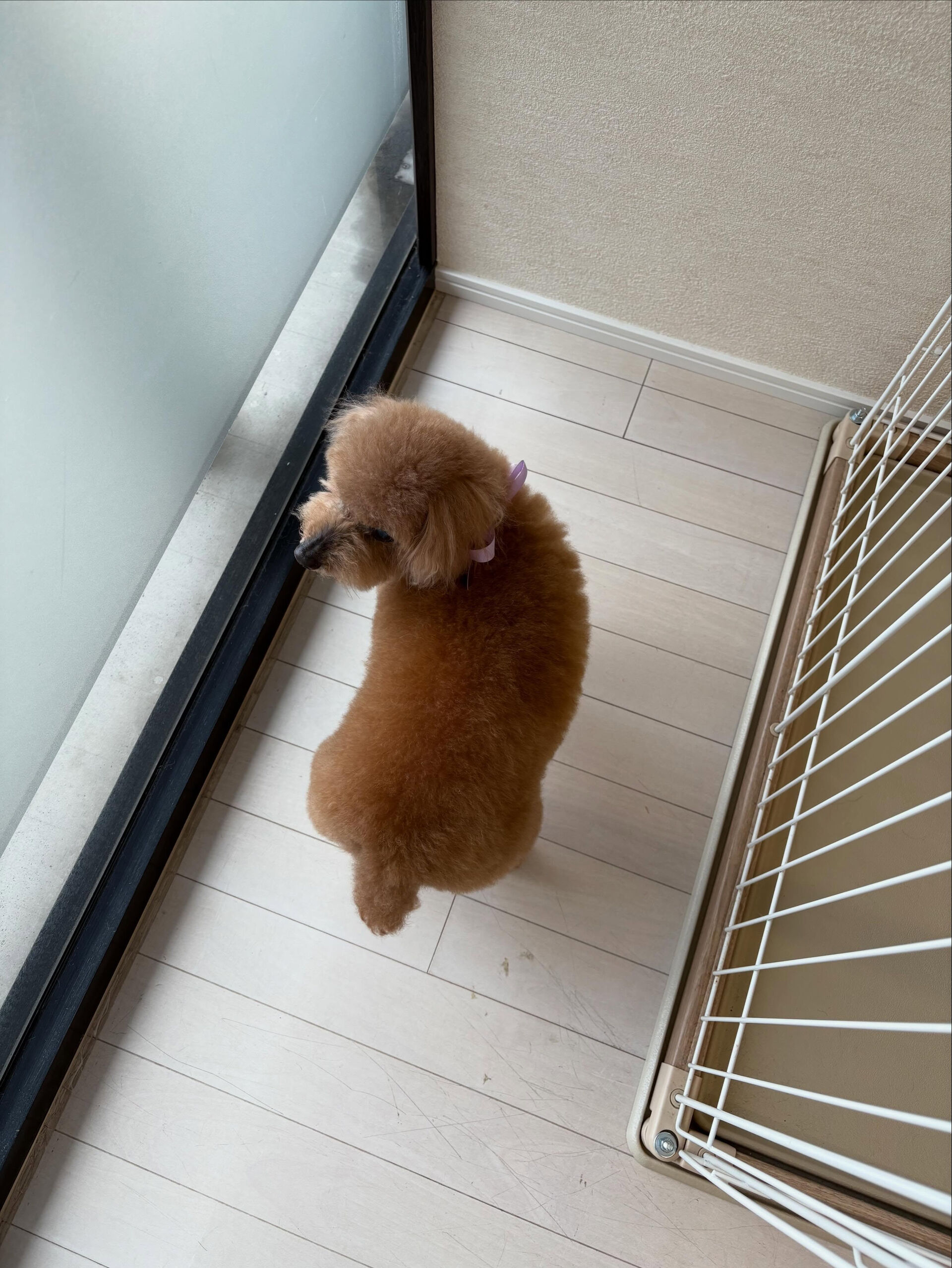 プードルのアリスちゃん