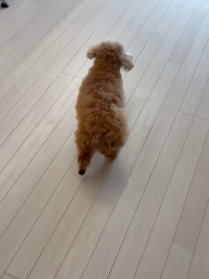 プードルのアリスちゃん