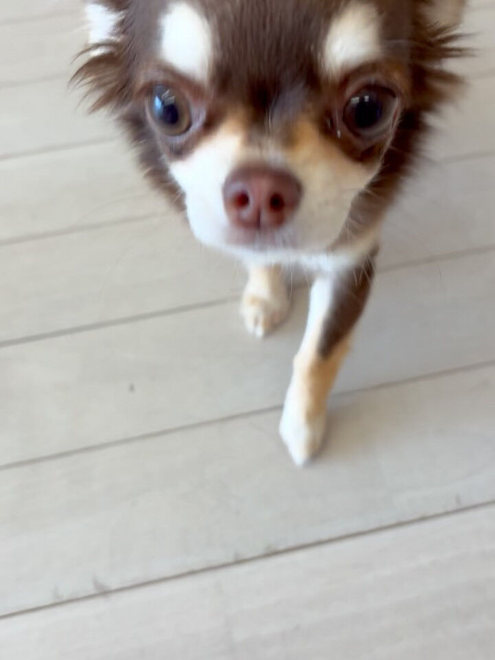 チワワのユノちゃん