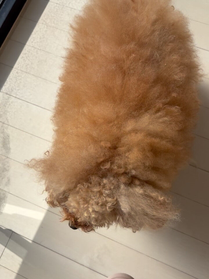 mixのディディ君、ププちゃん、プードルのリンゴちゃん