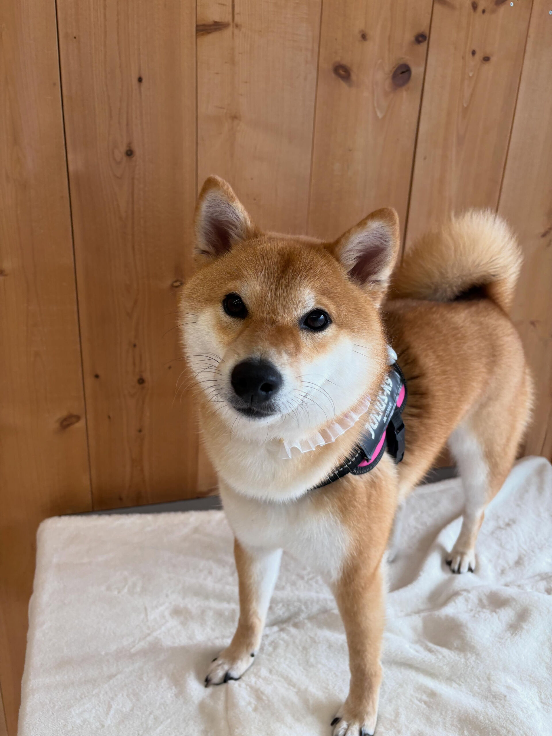 柴犬のこむぎちゃん