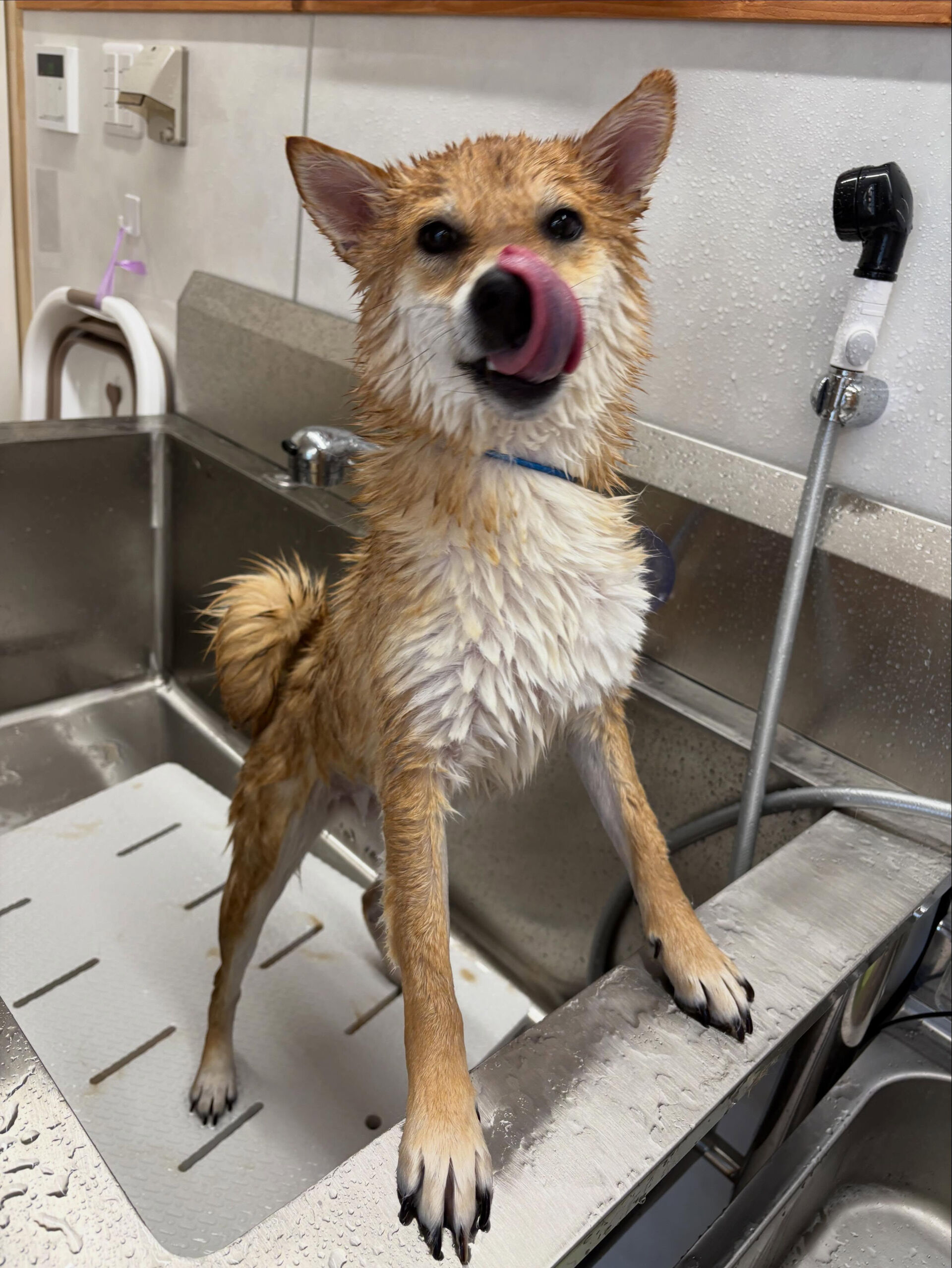柴犬のこむぎちゃん