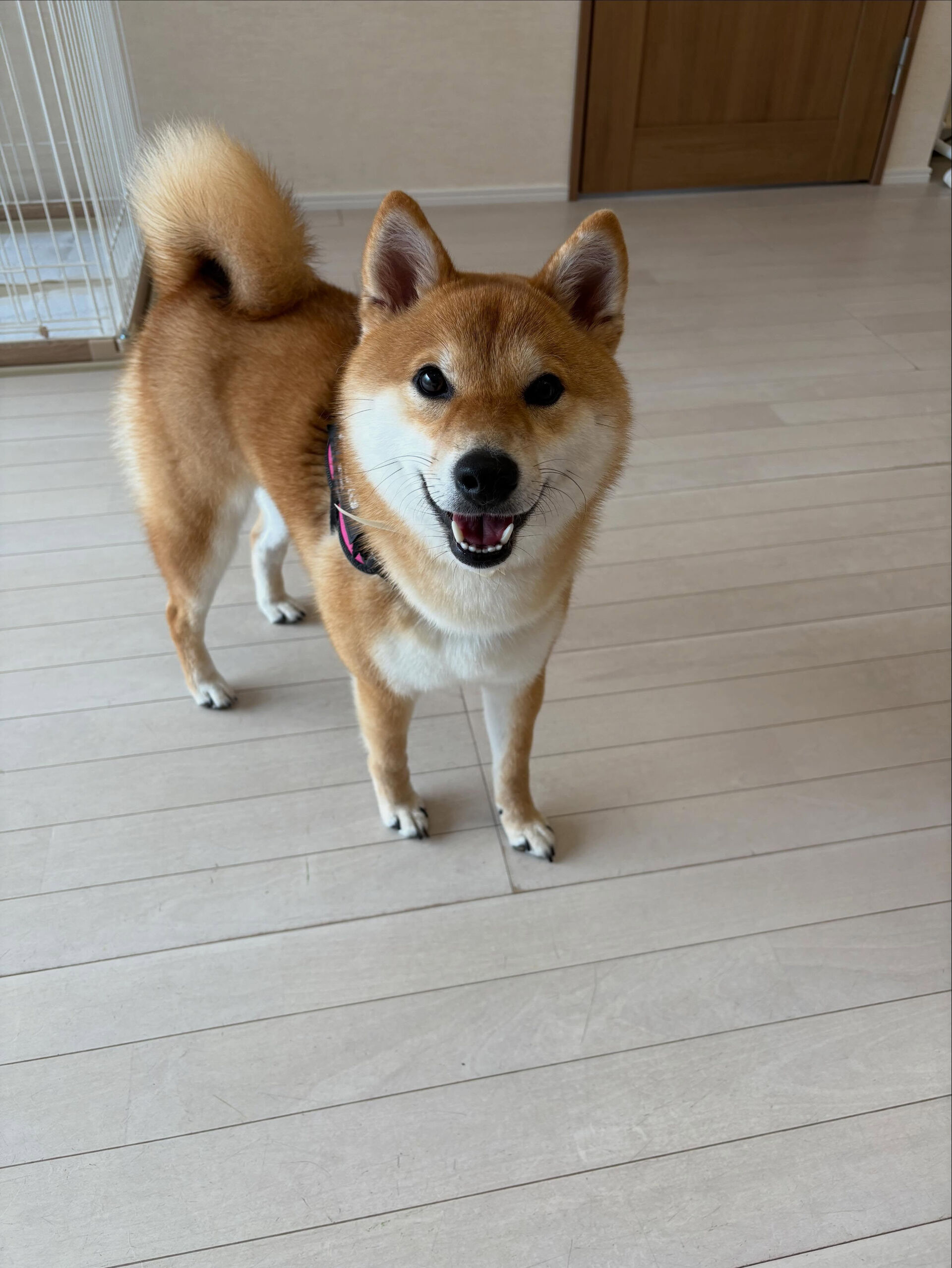 柴犬のこむぎちゃん