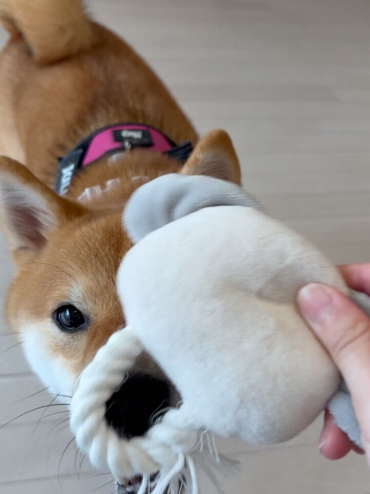柴犬のこむぎちゃん