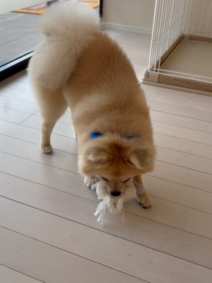ポメラニアンのコロ助くん