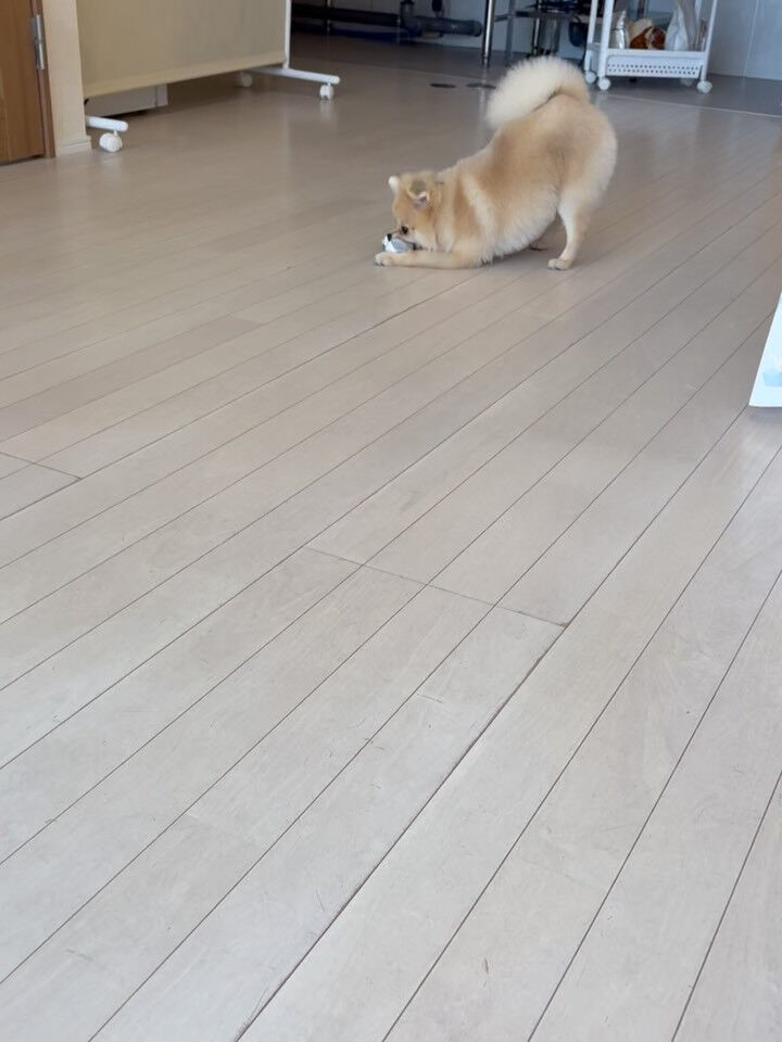 ポメラニアンのコロ助くん